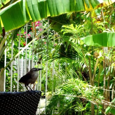 Simpson Bay - La Sucrière - Breakfast- bordelaise-by-mimi (3)