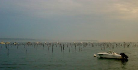 La Pinasse - Restaurant Cap Ferret - Vue sur le Bassin d'Arcachon