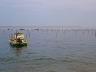 La Pinasse - Restaurant Cap Ferret - Vue sur le Bassin d'Arcachon