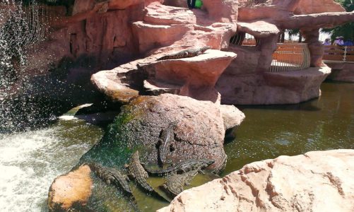 crocodiles-park-agadir-maroc