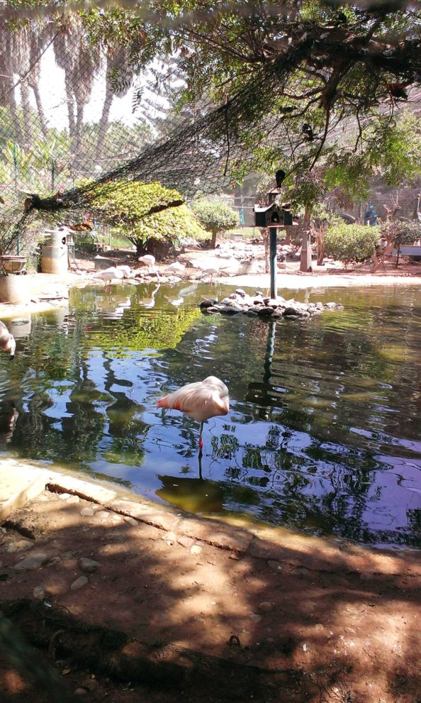 la-vallée-des-oiseaux-parc-agadir