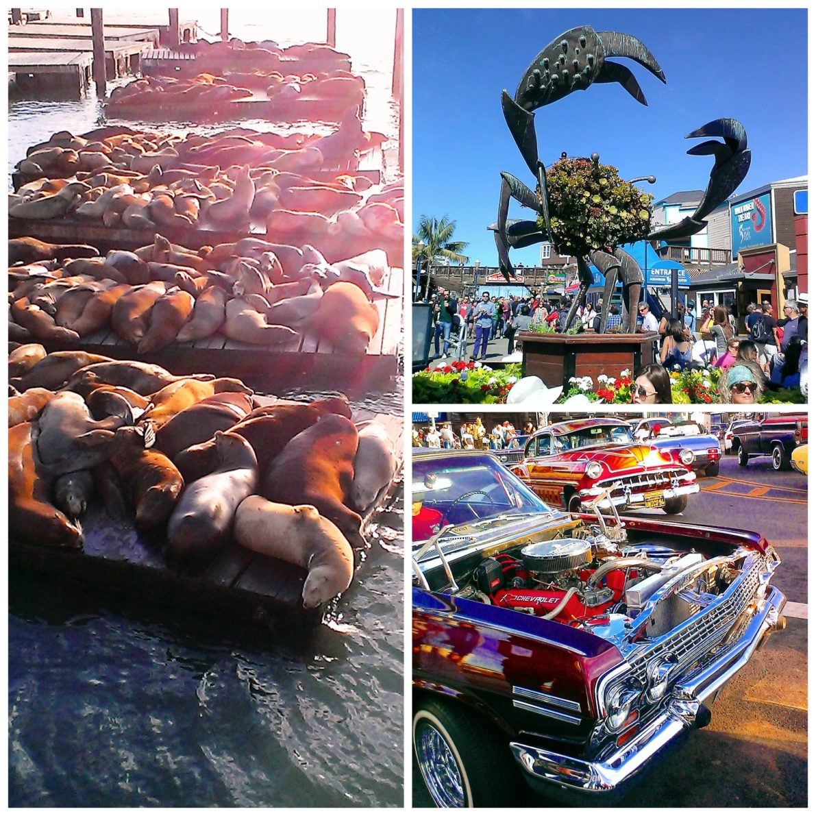 Pier-39-Sea-Lions-Crab-Low-Rider-San-FranciscoèCalifornie